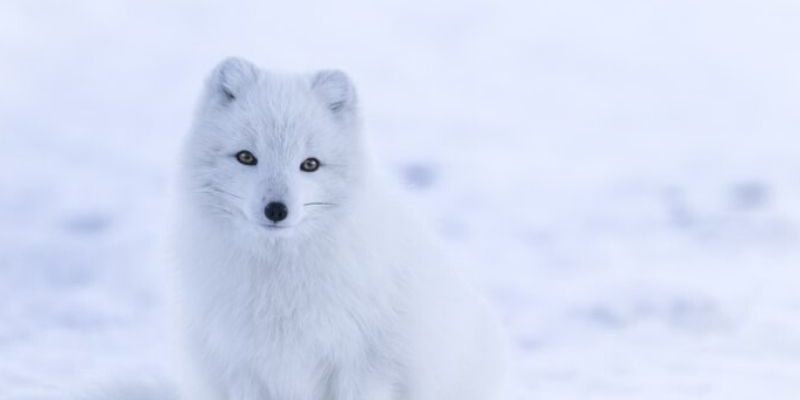 Non SCIvolare sulla neve se non hai pensato agli occhi Non SCIvolare sulla neve se non hai pensato agli occhi